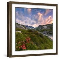 Flowering of rhododendrons at sunrise, Unterer Segnesboden, Flims, District of Imboden, Switzerland-Francesco Bergamaschi-Framed Photographic Print