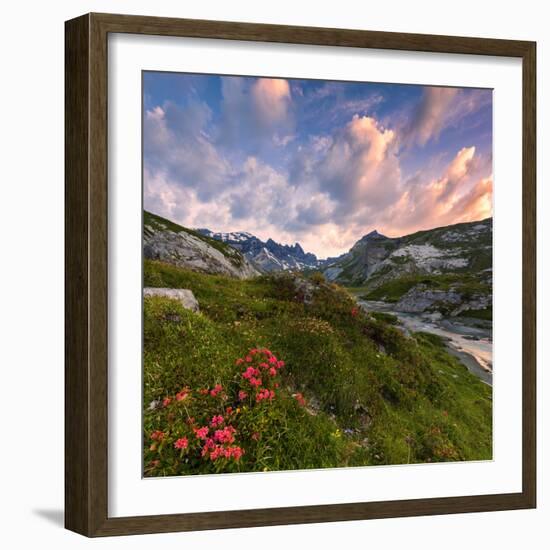 Flowering of rhododendrons at sunrise, Unterer Segnesboden, Flims, District of Imboden, Switzerland-Francesco Bergamaschi-Framed Photographic Print