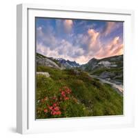 Flowering of rhododendrons at sunrise, Unterer Segnesboden, Flims, District of Imboden, Switzerland-Francesco Bergamaschi-Framed Photographic Print