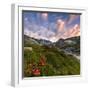 Flowering of rhododendrons at sunrise, Unterer Segnesboden, Flims, District of Imboden, Switzerland-Francesco Bergamaschi-Framed Photographic Print