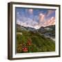 Flowering of rhododendrons at sunrise, Unterer Segnesboden, Flims, District of Imboden, Switzerland-Francesco Bergamaschi-Framed Photographic Print