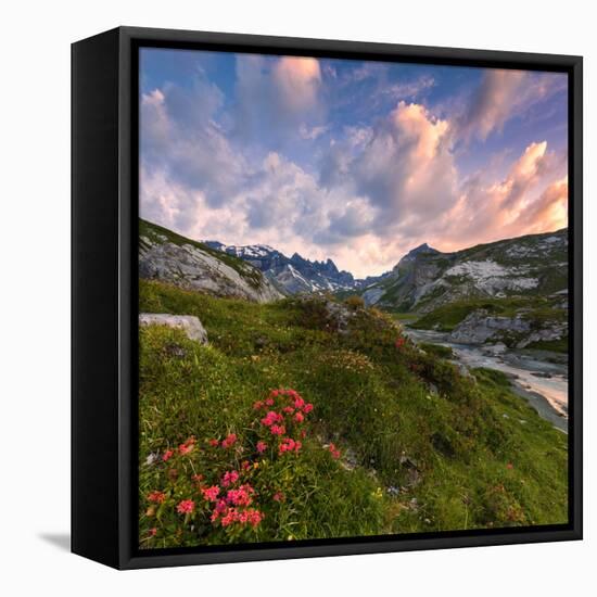 Flowering of rhododendrons at sunrise, Unterer Segnesboden, Flims, District of Imboden, Switzerland-Francesco Bergamaschi-Framed Stretched Canvas