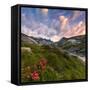 Flowering of rhododendrons at sunrise, Unterer Segnesboden, Flims, District of Imboden, Switzerland-Francesco Bergamaschi-Framed Stretched Canvas