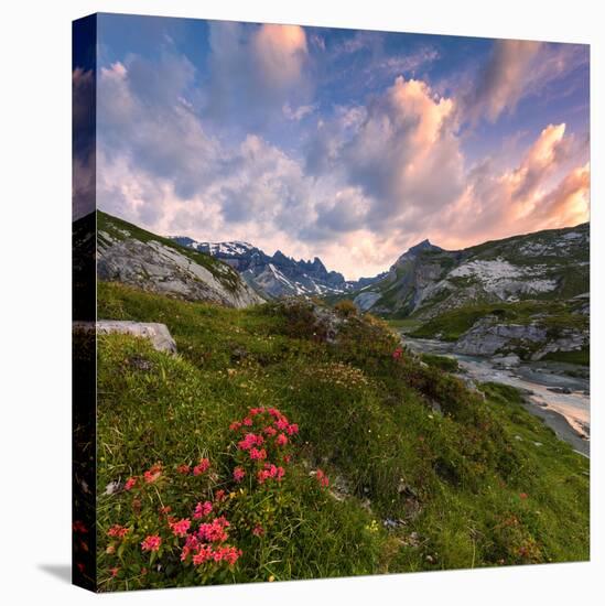 Flowering of rhododendrons at sunrise, Unterer Segnesboden, Flims, District of Imboden, Switzerland-Francesco Bergamaschi-Stretched Canvas