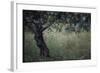 Flowering Olive Tree Growing in a Field-Paul Schutzer-Framed Photographic Print