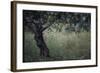 Flowering Olive Tree Growing in a Field-Paul Schutzer-Framed Photographic Print