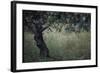 Flowering Olive Tree Growing in a Field-Paul Schutzer-Framed Photographic Print