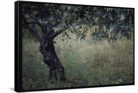 Flowering Olive Tree Growing in a Field-Paul Schutzer-Framed Stretched Canvas