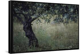 Flowering Olive Tree Growing in a Field-Paul Schutzer-Framed Stretched Canvas