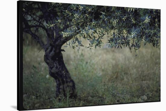 Flowering Olive Tree Growing in a Field-Paul Schutzer-Stretched Canvas