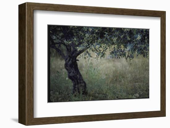 Flowering Olive Tree Growing in a Field-Paul Schutzer-Framed Photographic Print