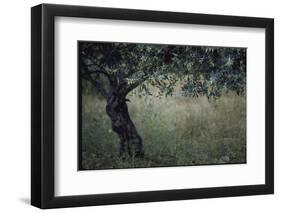 Flowering Olive Tree Growing in a Field-Paul Schutzer-Framed Photographic Print