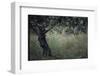 Flowering Olive Tree Growing in a Field-Paul Schutzer-Framed Photographic Print