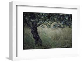 Flowering Olive Tree Growing in a Field-Paul Schutzer-Framed Photographic Print