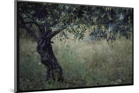 Flowering Olive Tree Growing in a Field-Paul Schutzer-Mounted Photographic Print