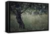 Flowering Olive Tree Growing in a Field-Paul Schutzer-Framed Stretched Canvas