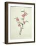 Flowering Peach, c.1800-1840-null-Framed Giclee Print