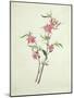 Flowering Peach, c.1800-1840-null-Mounted Giclee Print