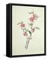 Flowering Peach, c.1800-1840-null-Framed Stretched Canvas