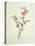 Flowering Peach, c.1800-1840-null-Stretched Canvas