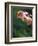 Flowering Pitcher Plant in a Bog, Cherry Pond, Pondicherry National Wildlife Refuge-Jerry & Marcy Monkman-Framed Photographic Print