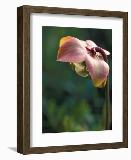 Flowering Pitcher Plant in a Bog, Cherry Pond, Pondicherry National Wildlife Refuge-Jerry & Marcy Monkman-Framed Photographic Print