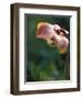 Flowering Pitcher Plant in a Bog, Cherry Pond, Pondicherry National Wildlife Refuge-Jerry & Marcy Monkman-Framed Photographic Print