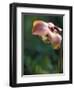 Flowering Pitcher Plant in a Bog, Cherry Pond, Pondicherry National Wildlife Refuge-Jerry & Marcy Monkman-Framed Photographic Print