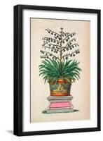 Flowering Plant, from 'Phytographia Curiosa', Published 1702 (Coloured Engraving)-Abraham Munting-Framed Giclee Print