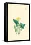 Flowering Plant-Megata Morikaga-Framed Stretched Canvas