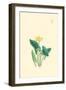 Flowering Plant-Megata Morikaga-Framed Art Print