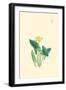 Flowering Plant-Megata Morikaga-Framed Art Print