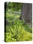 Flowering plants and textures growing around a large tree trunk in a garden.-Julie Eggers-Stretched Canvas