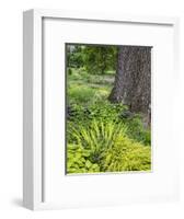 Flowering plants and textures growing around a large tree trunk in a garden.-Julie Eggers-Framed Photographic Print
