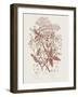 Flowering Plants I Brown Crop-Wild Apple Portfolio-Framed Art Print