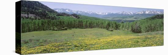 Flowering Plants in a Field, Mt. Wilson, San Miguel Range, Telluride, Colorado, USA-null-Stretched Canvas