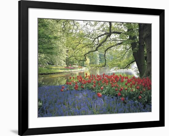 Flowering Plants in a Garden-null-Framed Photographic Print