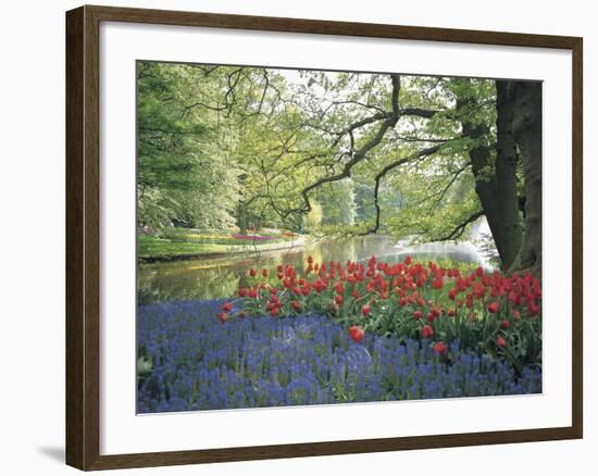 Flowering Plants in a Garden-null-Framed Photographic Print