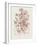 Flowering Plants IV Brown Crop-Wild Apple Portfolio-Framed Art Print