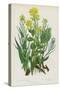 Flowering Plants of Great Britain: Smooth Tower Mustard, Common Winter Cress, Early Winter Cress (C-English School-Stretched Canvas