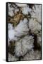 Flowering Plume Agate, Quartzsite, Arizona-Darrell Gulin-Framed Stretched Canvas