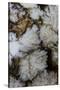 Flowering Plume Agate, Quartzsite, Arizona-Darrell Gulin-Stretched Canvas