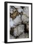 Flowering Plume Agate, Quartzsite, Arizona-Darrell Gulin-Framed Photographic Print