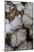 Flowering Plume Agate, Quartzsite, Arizona-Darrell Gulin-Mounted Photographic Print