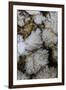 Flowering Plume Agate, Quartzsite, Arizona-Darrell Gulin-Framed Premium Photographic Print