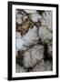 Flowering Plume Agate, Quartzsite, Arizona-Darrell Gulin-Framed Premium Photographic Print