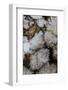 Flowering Plume Agate, Quartzsite, Arizona-Darrell Gulin-Framed Photographic Print