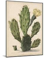 Flowering Prickly Pear Cactus, 1683-Herman Saftleven-Mounted Art Print