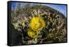 Flowering prickly pear cactus (Opuntia ficus-indica), in the Sweetwater Preserve, Tucson, Arizona,-Michael Nolan-Framed Stretched Canvas