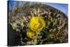 Flowering prickly pear cactus (Opuntia ficus-indica), in the Sweetwater Preserve, Tucson, Arizona,-Michael Nolan-Stretched Canvas